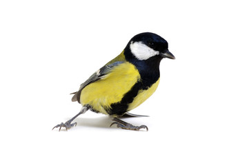 great tit