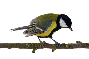 great tit