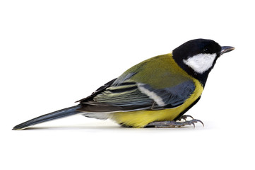 great tit