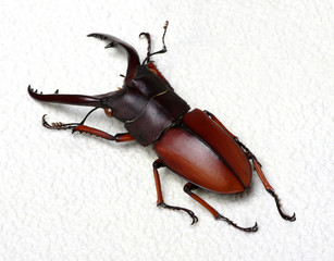 Stag beetle