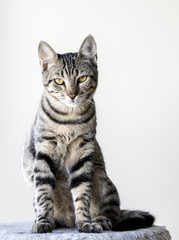 Kedi © Esin Deniz