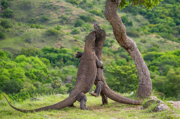 Komodo Dragons are fighting each other. Very rare picture. Indonesia. Komodo National Park. An excellent illustration.