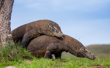 Komodo Dragons are fighting each other. Very rare picture. Indonesia. Komodo National Park. An excellent illustration.