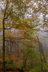 Autumn forest Leaves