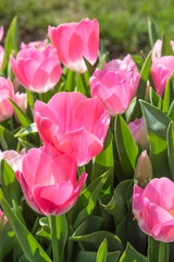 Fototapeta premium Pink Tulips