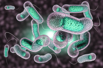 Cholera Bacteria - obrazy, fototapety, plakaty