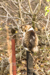 Imaginary cat sitting on the fence in the garden with selective focus