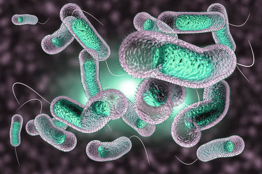 Cholera Bacteria