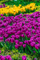 Purple and Yellow Tulips