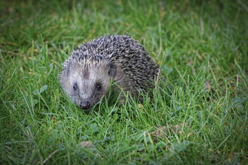 Hedgehog (Erinaceus europaeus)