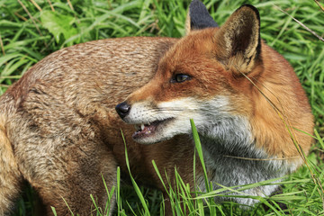 Red Fox (Vulpes vulpes)