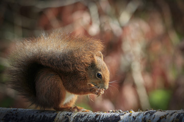 Red squirrel (Sciurus vulgaris)