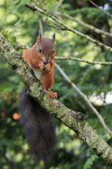 Red squirrel (Sciurus vulgaris)
