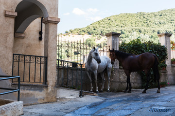 typical scenery in a little town in Sardinia, with horses in the street