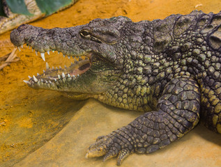 giant Nile crocodile with its huge open mouth (Crocodylus nilo)