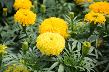 Tagetes erecta. Marigold. flower