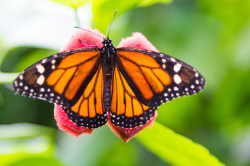 Pretty butterfly with orange and black colors