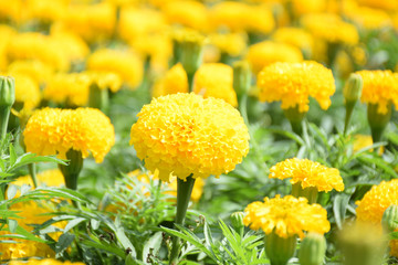 Tagetes erecta. Marigold. flower