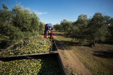 contadino raccolta olive