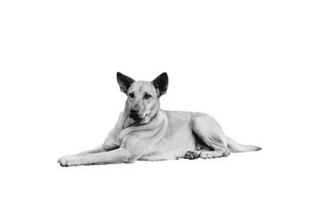 dog lying on the floor with blur background in black and white style