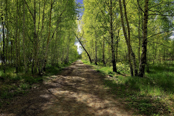 Obraz premium First spring greens in birch grove