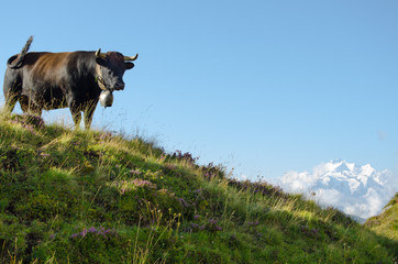 The alpine cows like to graze looking at the big mountains that surround them