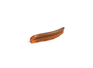 millipedes mating on isolated white background