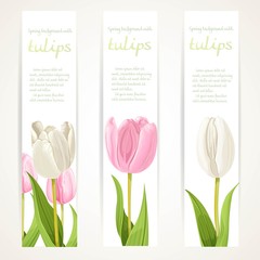 Pink and white tulips on vertical banner set on a white backgrou