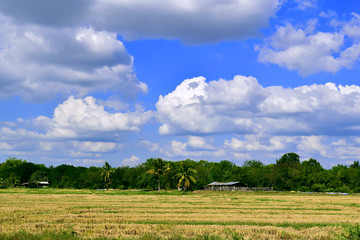 Rice fields with beautiful skies.