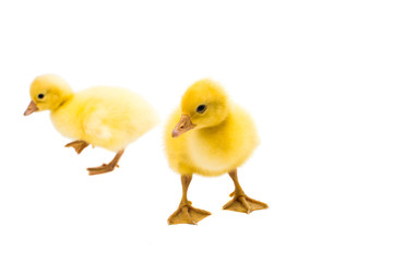 little duckling