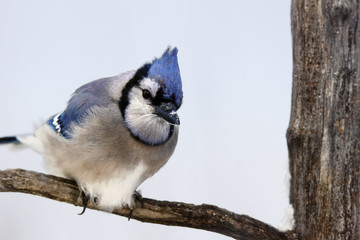 Blue jay on branch