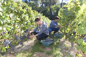 Naklejka na ściany i meble Young people working in vineyard during harvest season