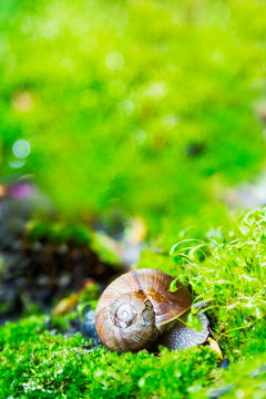 Crawler snail in spring green grass