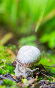 Crawler snail in spring green grass