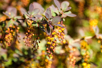 Berberis flowers