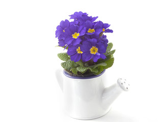 Primrose living in a watering can on a white background
