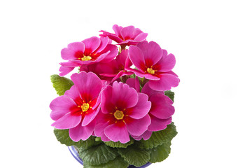 living pink primrose on white background