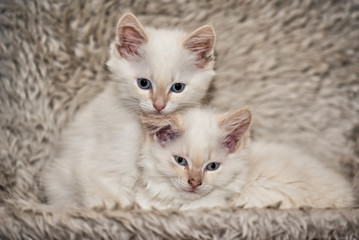 Obraz premium heilige Birma Kitten