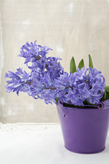 Bouquet of purple hyacinths in a vase on the table