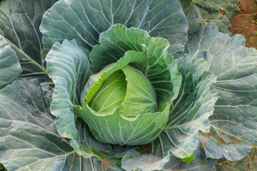 Fototapeta premium Cabbage in the garden at Phu Tub Berk,Thailand.