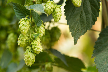  hop cones in the hop field
