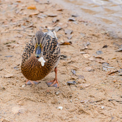 ducks floating in the water, feeding the ducks, bread in beak hu