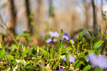 periwinkle growing in the forest in spring