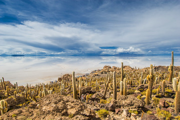 Fototapeta na wymiar Incahuasi island, Salar de Uyuni, Bolivia