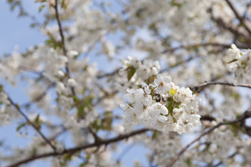 fruit tree blossoming in spring