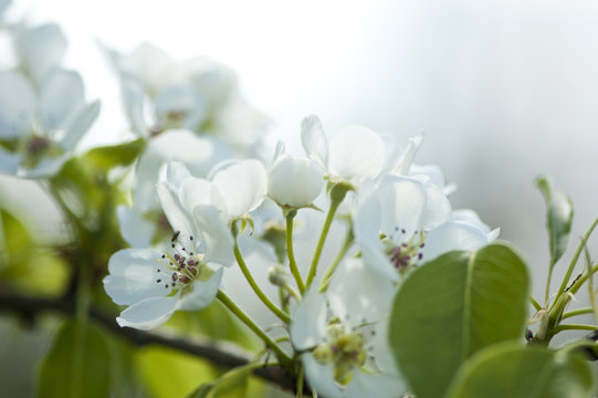 Blossoms of a pear tree