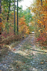 Road out of the woods