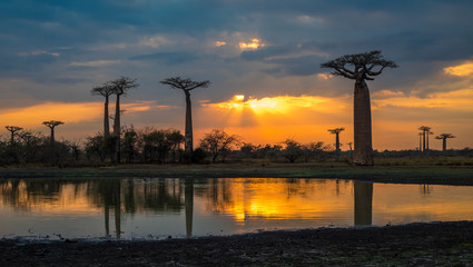 Sunset over Alley of the baobabs, Madagascar.