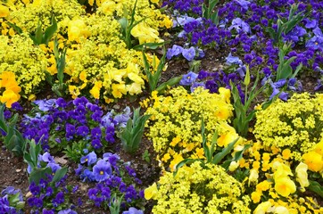 Fototapeta premium Blumenmuster im Frühlingsgarten - Goldlack - Stiefmütterchen und Tulpen - blau-gelb 