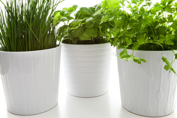 Herbs in a pot in the kitchen